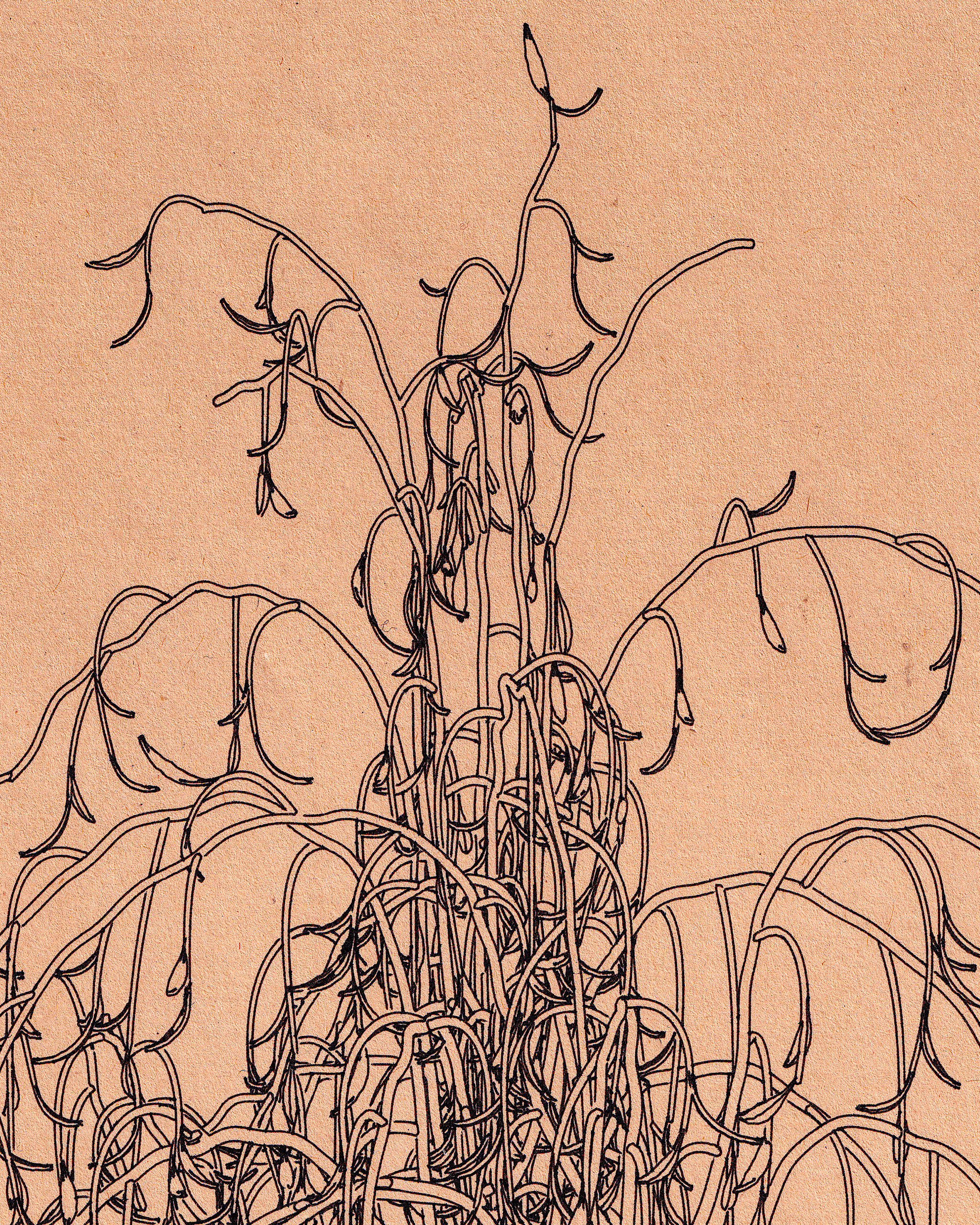 Cover Image for 4 Plants